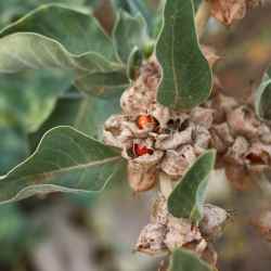 Somnifera and Ashwagandha